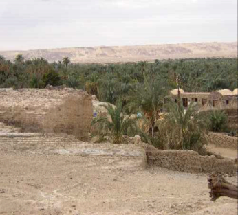 Bahariya oasis